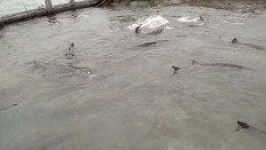 Как надо выращивать белугу в море