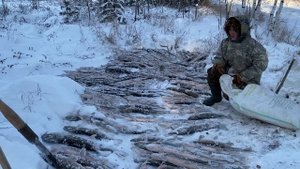 Рыбный промысел Ханты ? Сколько тут рыбы ?