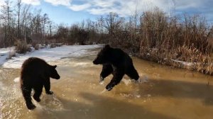 Нападение медведя на оператора.