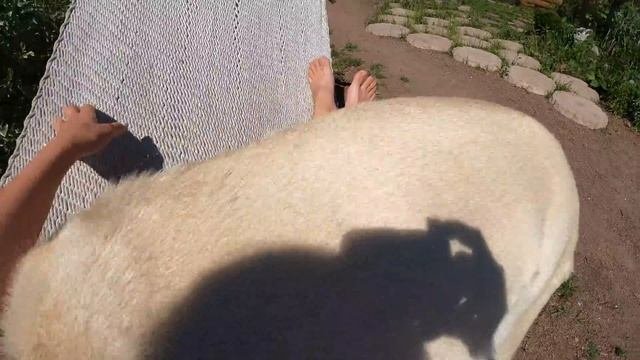 Вольер для АЛАБАЯ || АЛАБАЙ любит гамак || АЛАБАЙ кушает АРБУЗ || ALABAI DOGS | CAS || PUPPIES