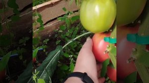 Обзор томатов Киевлянка , Калининградский и Оранжевая слива .