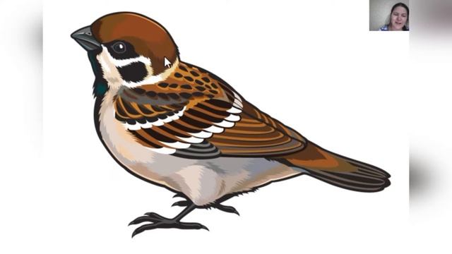 Лепим птичку смотреть онлайн