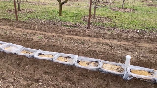 весенняя подготовка малины || посадка малины весной #малина #саженцы #ягода смотреть онлайн