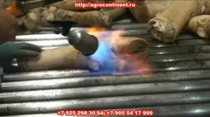 Обработка свиных ног