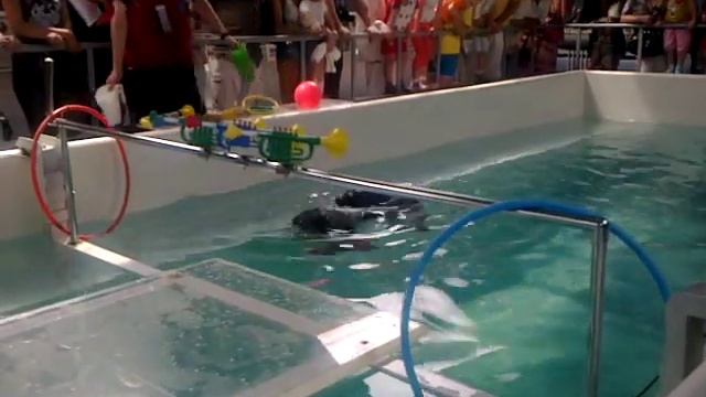 нерпинарий в листвянке (байкал) 1 смотреть онлайн