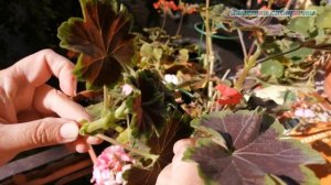 Как сохранить пеларгонию до весны? Черенкование пеларгоний осенью.