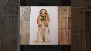 How to draw a dog English Cocker spaniel/Как нарисовать собаку Английский кокер-спаниель