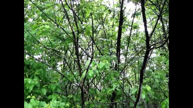 Соловьи поют, заливаются. Кукушка смотреть онлайн