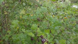 Белый налет на крыжовнике