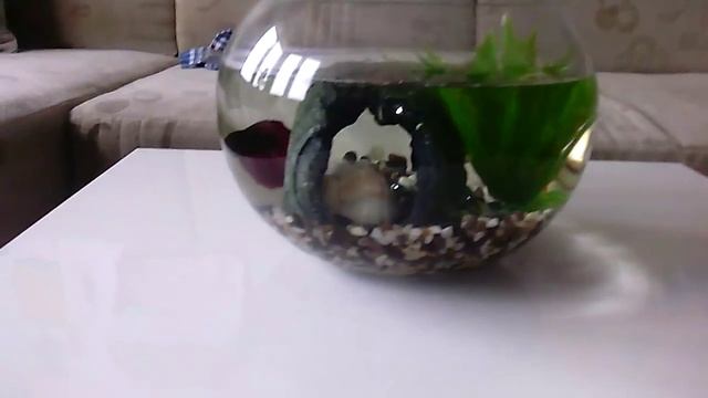 Уход за рыбкой ПЕТУШОК смотреть онлайн