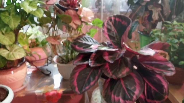 Пересадила калатею смотреть онлайн