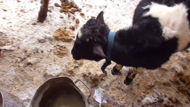 Бык кроет чёрную корову зимой  без привязное содержание КРС
