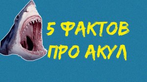 5 фактов про акул, благодаря которым вы чуть больше узнаете об их физиологии и чуть меньше станете и
