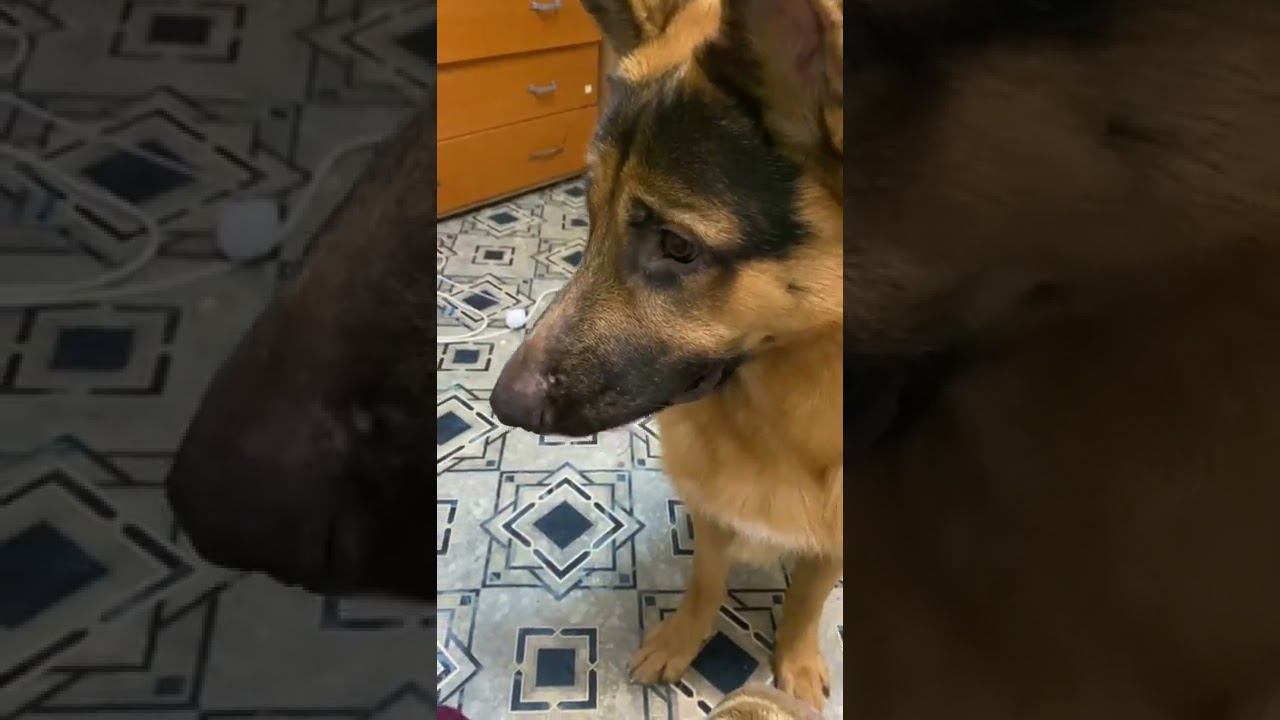 немецкая овчарка и сосиска в тесте смотреть онлайн