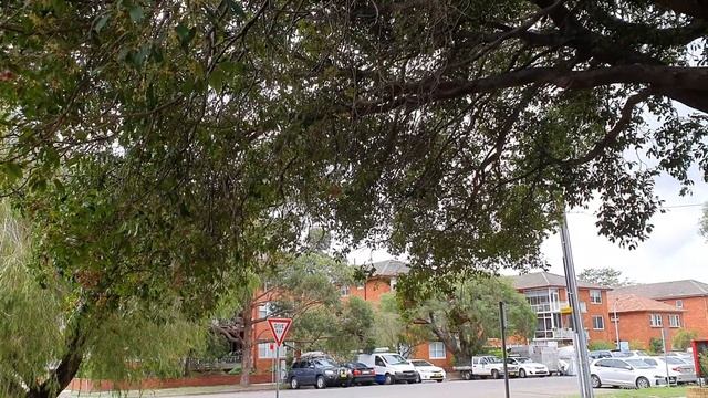 Дурдом на дереве.Миграция птиц после пожаров в Австралии.Какаду орёт ,вся улица трясётся. смотреть онлайн