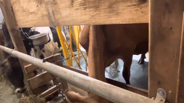 Не заводите Мини Джерсейскую корову пока не посмотрите это видео! Плюсы и минусы мини Джерси ! смотреть онлайн