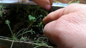 Эшольция растёт!