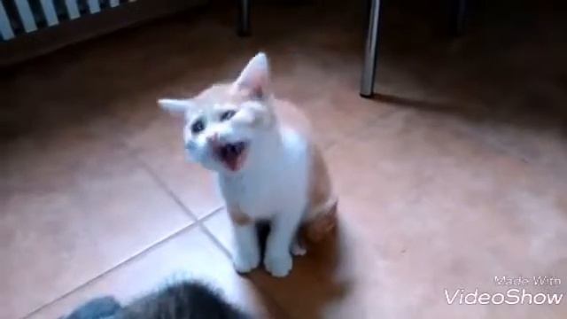 Продажа. Шотландская красная (рыжая) кошечка. Харьков смотреть онлайн