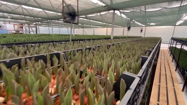 Выгонка тюльпанов 2023 года. 14 дней смотреть онлайн