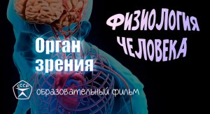 Орган зрения.