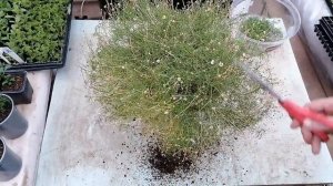 Брахикома-осеннее размножение! Теперь мой любимый цветочек, наряду с лобелией! Красота неописуемая!