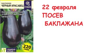 Посев баклажана Черный Красавец от Семена Алтая.