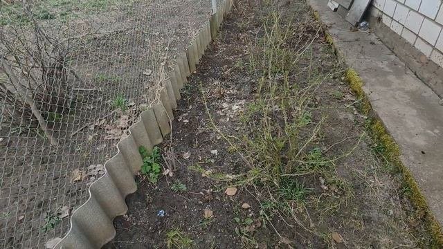 Осенняя обрезка МАЛИНЫ лучше, чем весенняя, делюсь своим методом, чтобы быть с хорошим урожаем ягод