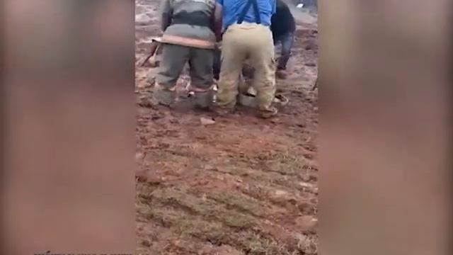 Сотрудники МЧС сегодня спасли животное, увязшее в грязи. смотреть онлайн