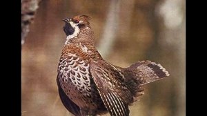 Заповедник Кедровая падь