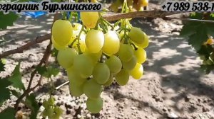 НОВИНКА!!! ГФ. Винограда РАКСАЛАНА (Калугин В.М.).