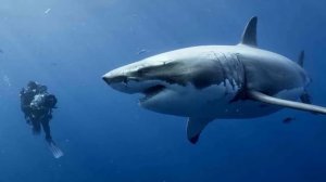 Интересные факты   Рыбы