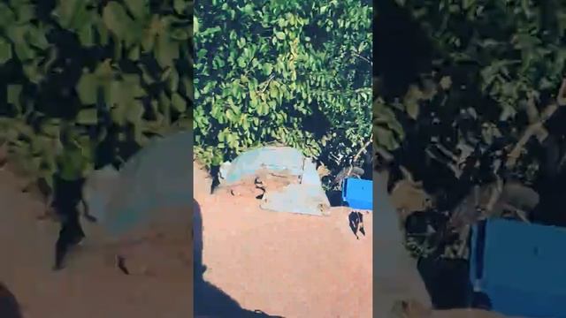 Трактор и камбайн и машина ЗИЛ смотреть онлайн