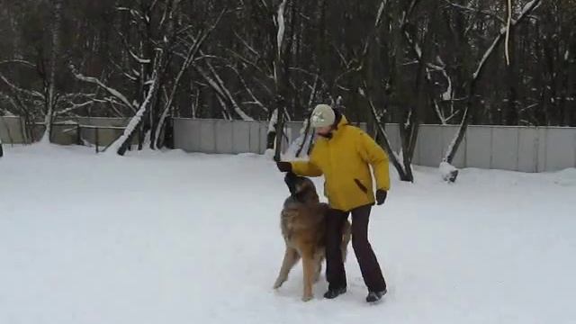 Leonberger Taisia - Dog Dance смотреть онлайн
