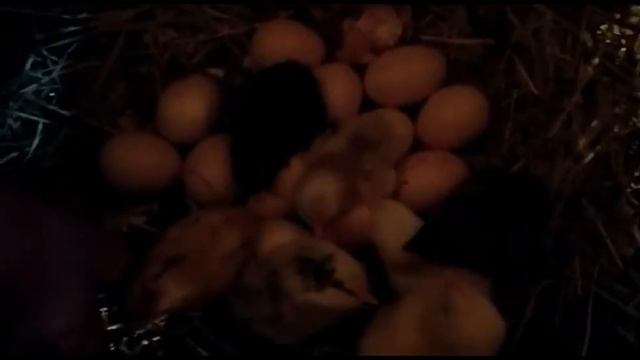 Вылупление цыплят.