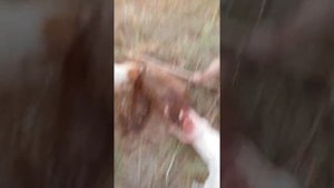 охота с норными собаками на барсука видео