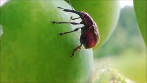 Долгоносик и слива.