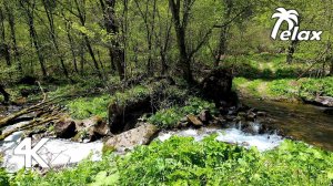 Mountain River Flowing down Rocky Slopes and Sounds of Water Stream