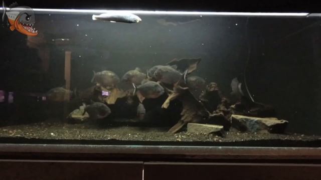 Пару слов о пираньях. Pygocentrus nattereri смотреть онлайн