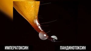 Императорский скорпион - Emperor scorpion - Science Box