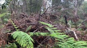 Австралийская Ехидна и Другая Дикая Живность Австралии - подборка #3