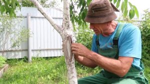 Как вылечить дерево, если на нем треснула кора 2