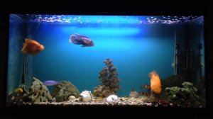 аквариум 250 литров