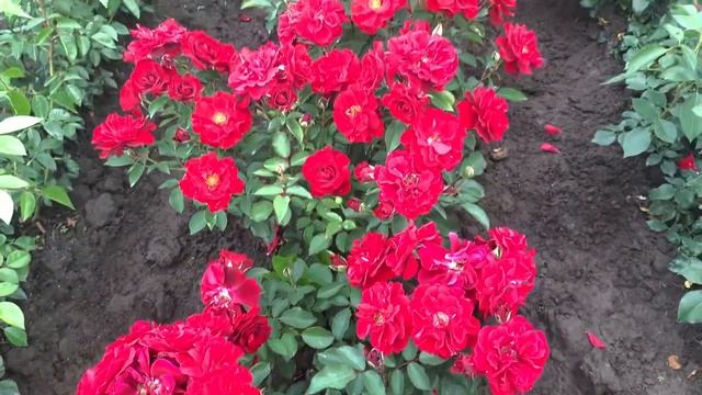 Я от него в восторге!роза Руби Руби (Ruby Ruby) смотреть онлайн