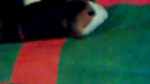 Морская свинка спит смотреть онлайн