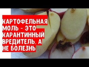 Картофельная моль - это опасный карантинный вредитель, а не болезнь картошки