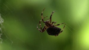 Пауки! Паук, который питается зеленью! Самый большой паук в мире и самый маленький!