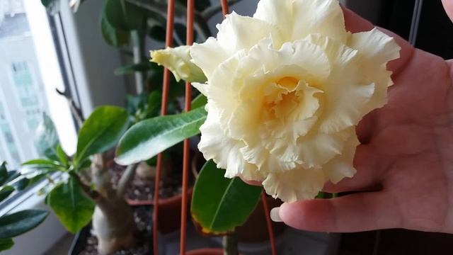 АДЕНИУМЫ ЦВЕТЕМ СЕЙЧАС. ЦВЕЛИ И РАНЬШЕ??? смотреть онлайн