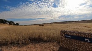 Kgalagadi Transfrontier Park | All the Info YOU NEED | South Africa