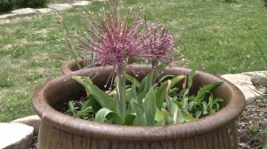 Tumbleweed Onion (Allium schubertii) - Plant Identification