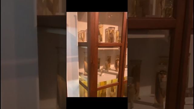 Georgia National Museum #shortvideo